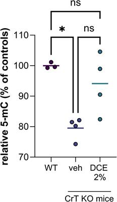 Epigenetic alterations in creatine transporter deficiency: a new marker for dodecyl creatine ester therapeutic efficacy monitoring